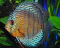 /album/hs-peixes-ornamentais/acara-disco-jpg/